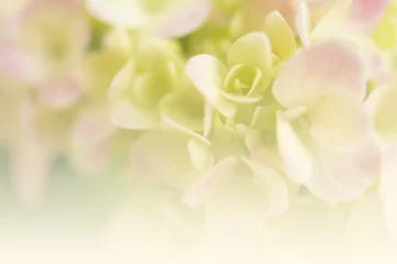 Photo sur Aluminium Hortensia Hortensia rose dans une couleur douce et un style flou pour l& 39 arrière-plan