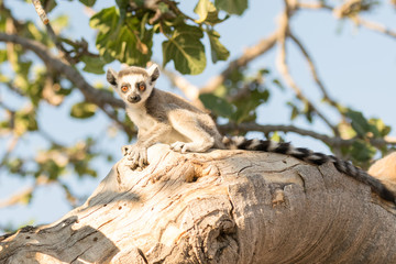 Beautiful lemur on tree.