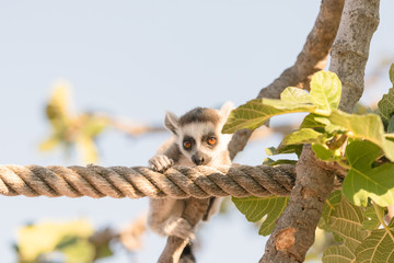 Cute portrait of a lemur on a tree. © Bill Anastasiou