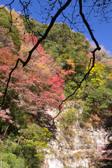 黄葉するカエデ