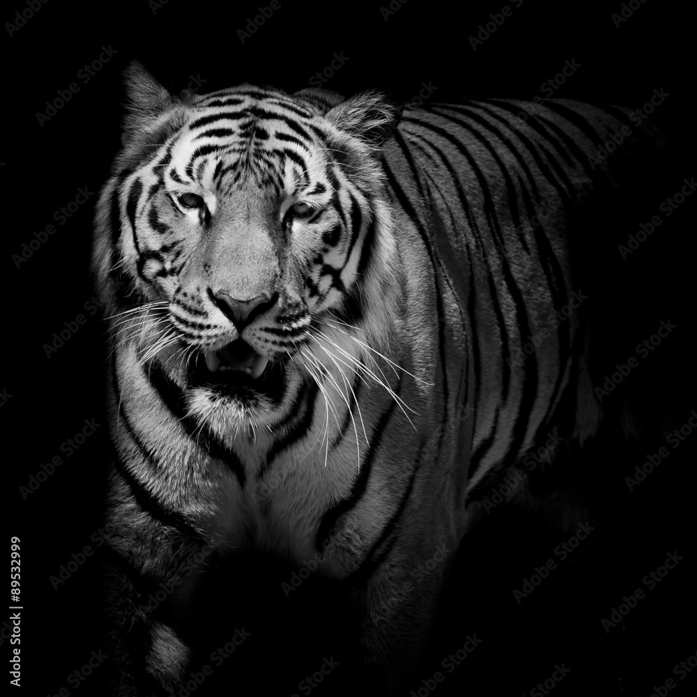 Fototapete Close up black & white tiger growl isolated on black background