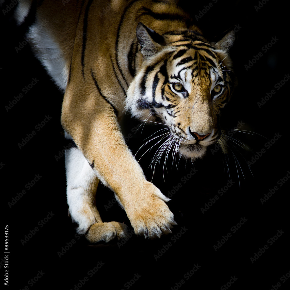 Aufkleber Beautiful tiger walking step by step isolated on black backgroun