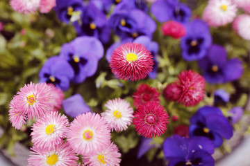 Colorful spring flowers