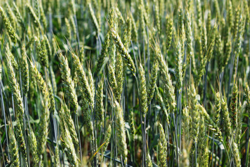 Wheat grows on the field