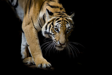 Schöner Tiger, der Schritt für Schritt isoliert auf schwarzem Hintergrund geht