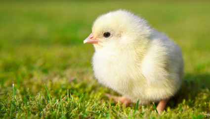 Cute little chick on green meadow