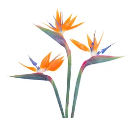 Deken met patroon Strelitzia Paradijsvogel bloem