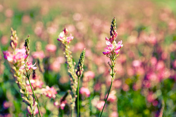 Beautiful wild flowers in the field with sunlight