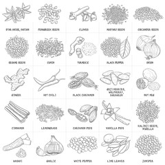 Hand drawn vector set of spices and seeds vintage illustrations.