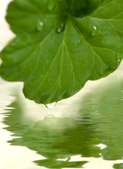  leaf and water drop