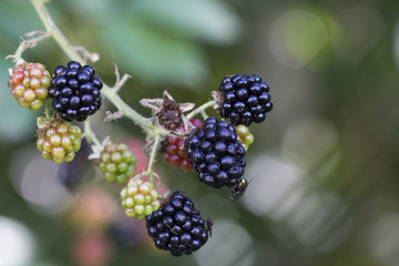 Brombeeren am Strauch mit Fliege