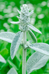 Stachys Byzantina
