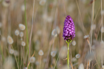 orchis pyramidal 