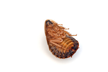 Argentinian wood cockroach (Blaptica dubia)