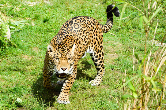 Jaguar