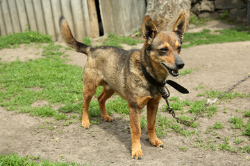 Dog on chain over courtyard background