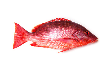 Northern Red Snapper Lutjanus campechanusfish isolated on a white background.