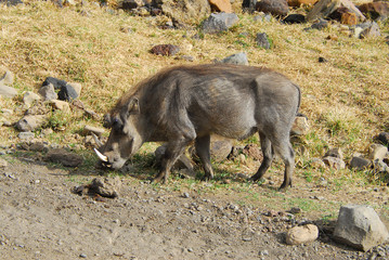 phacochère