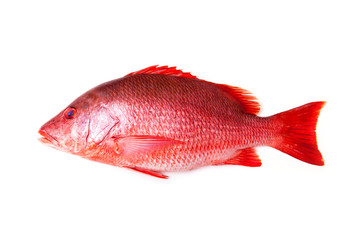Northern Red Snapper Lutjanus campechanusfish isolated on a white background. - obrazy, fototapety, plakaty