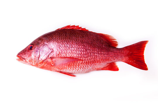 Northern Red Snapper Lutjanus campechanusfish isolated on a white background.