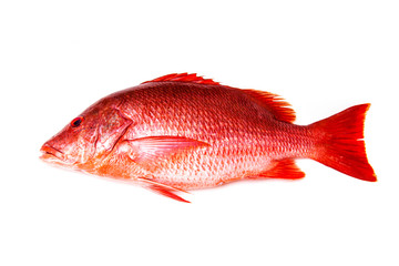 Northern Red Snapper Lutjanus campechanusfish isolated on a white background. - obrazy, fototapety, plakaty