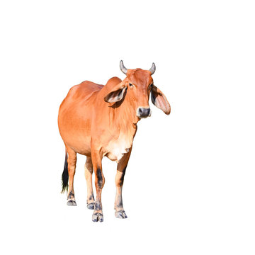 Isolated Brown Cow On The White Background, Animal