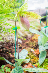 Beautiful Orchid in the garden