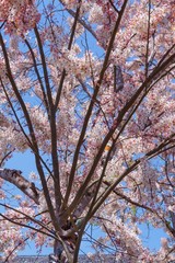 Pink tabebuia tree