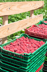 raspberries in crates