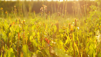 Field grass in the sun 