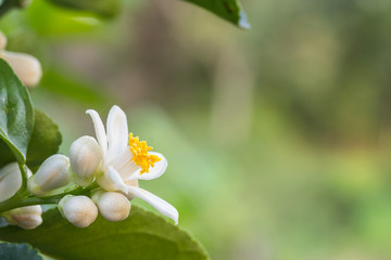 Orange blossoms on a tree