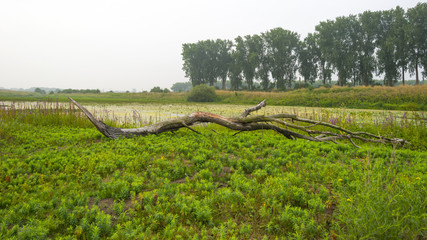Fototapeta premium Wild flowers along the shore of a river in summer