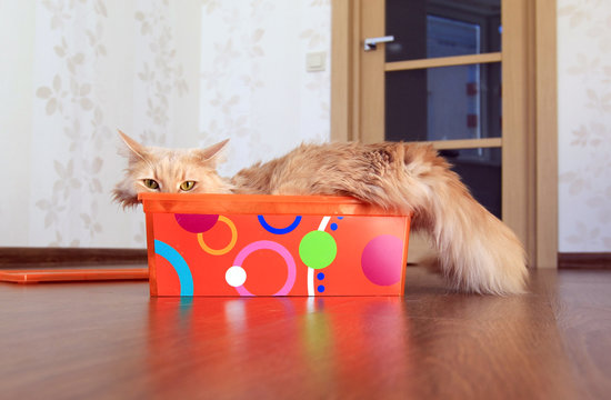 Funny Fluffy Cat Inside A Box