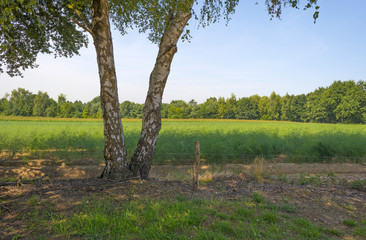 Birch along a field in summer