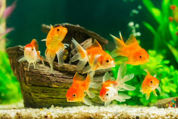 Fototapeta premium Goldfish in aquarium with green plants