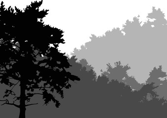 black pine in grey isolated forest