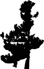 curved pine tree black silhouette illustration