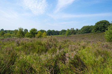 Clearing with blooming heather in a forest 