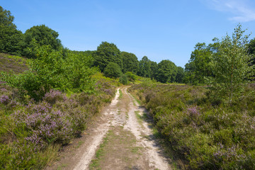 Dirt track through a field with heather in summer