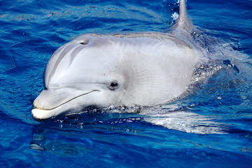 Fototapeta premium Delfin w wodzie. Akwarium Delfinów w Genui z głową nad wodą. Zdjęcie zrobione podczas treningu z trenerami akwarium.