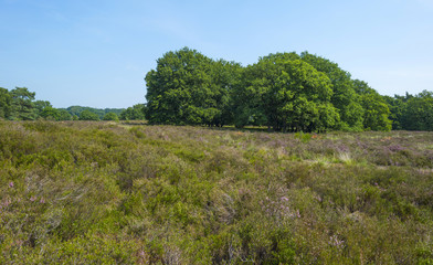 Clearing with blooming heather in a forest 