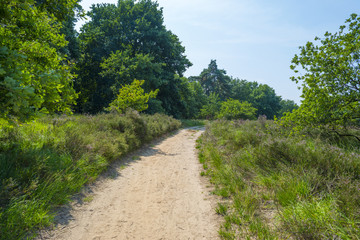Fototapeta na wymiar Dirt track through a field with heather in summer