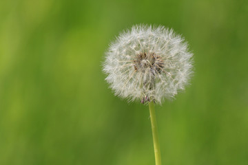 close up of blowball over green background