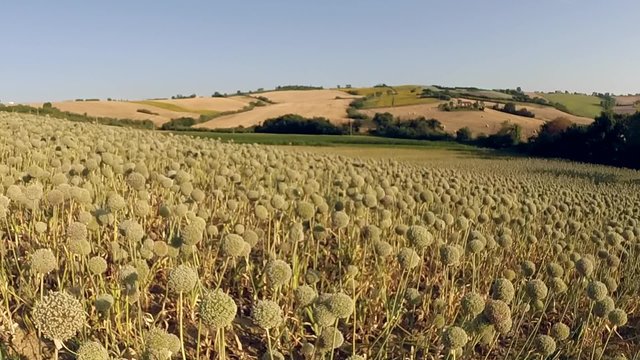 Fiori di cipolla in campagna