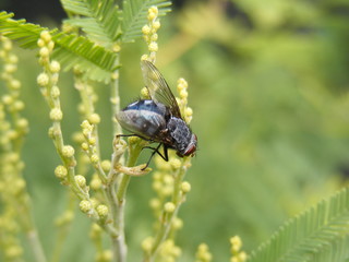 Mosca su mimosa