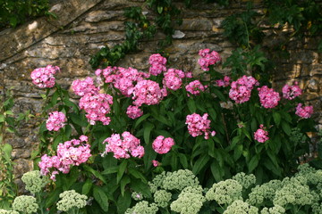 Fototapeta premium Pink and greenish white flowers against an old stone wall