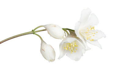 Naklejka na ściany i meble two jasmine buds and blooms on white