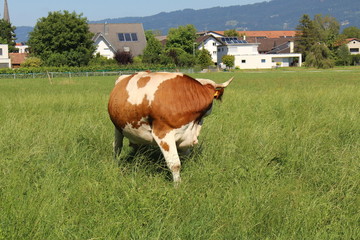 A cow is grazing on green meadow in Hard, Vorarlberg, Austria.