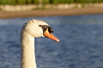 Beautiful portrait of the mute swan
