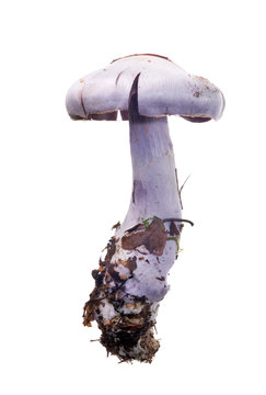 light lilac mushroom isolated on white